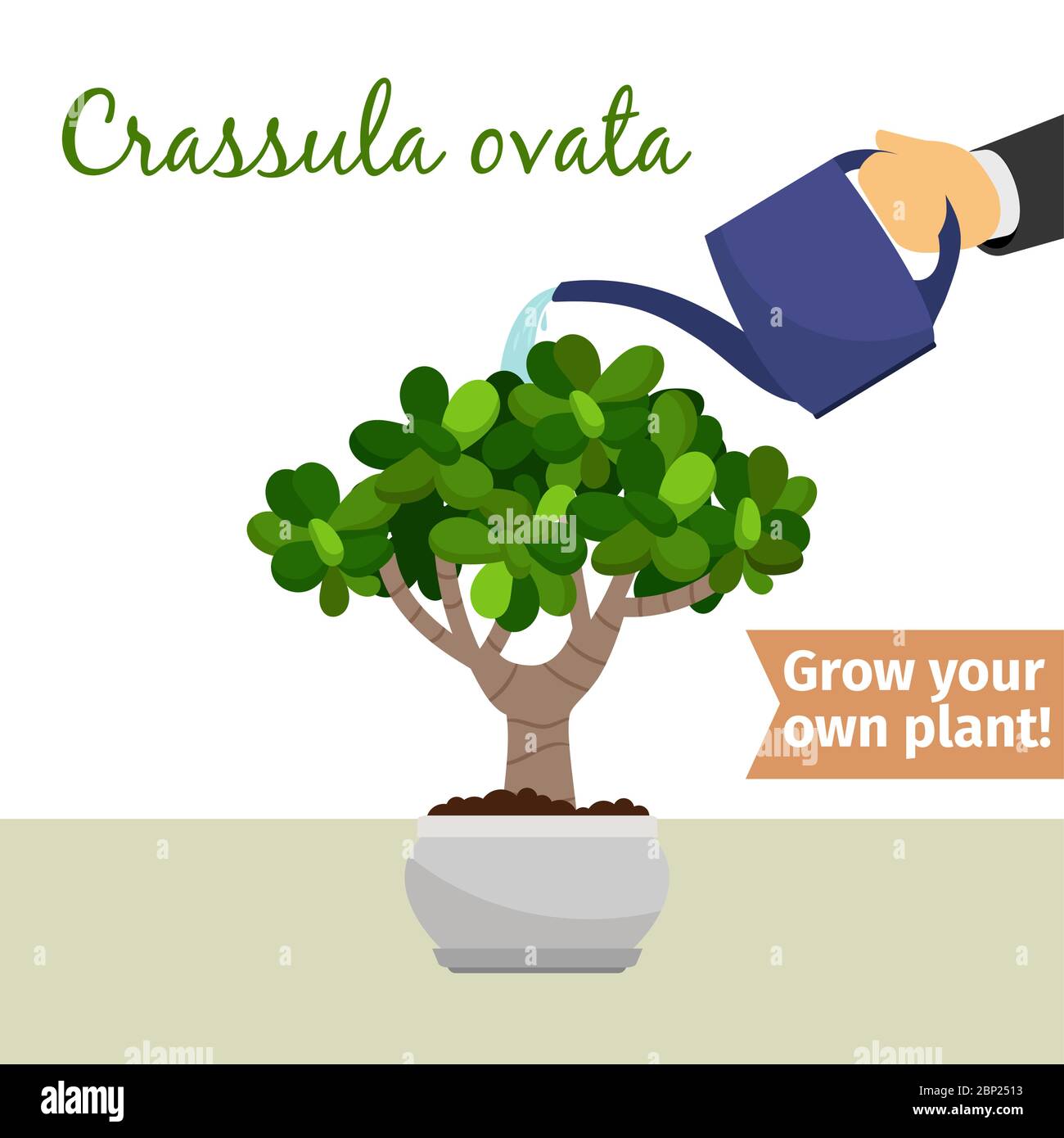 Hand with watering can pours crassula ovata vector illustration for flower shop Stock Vector