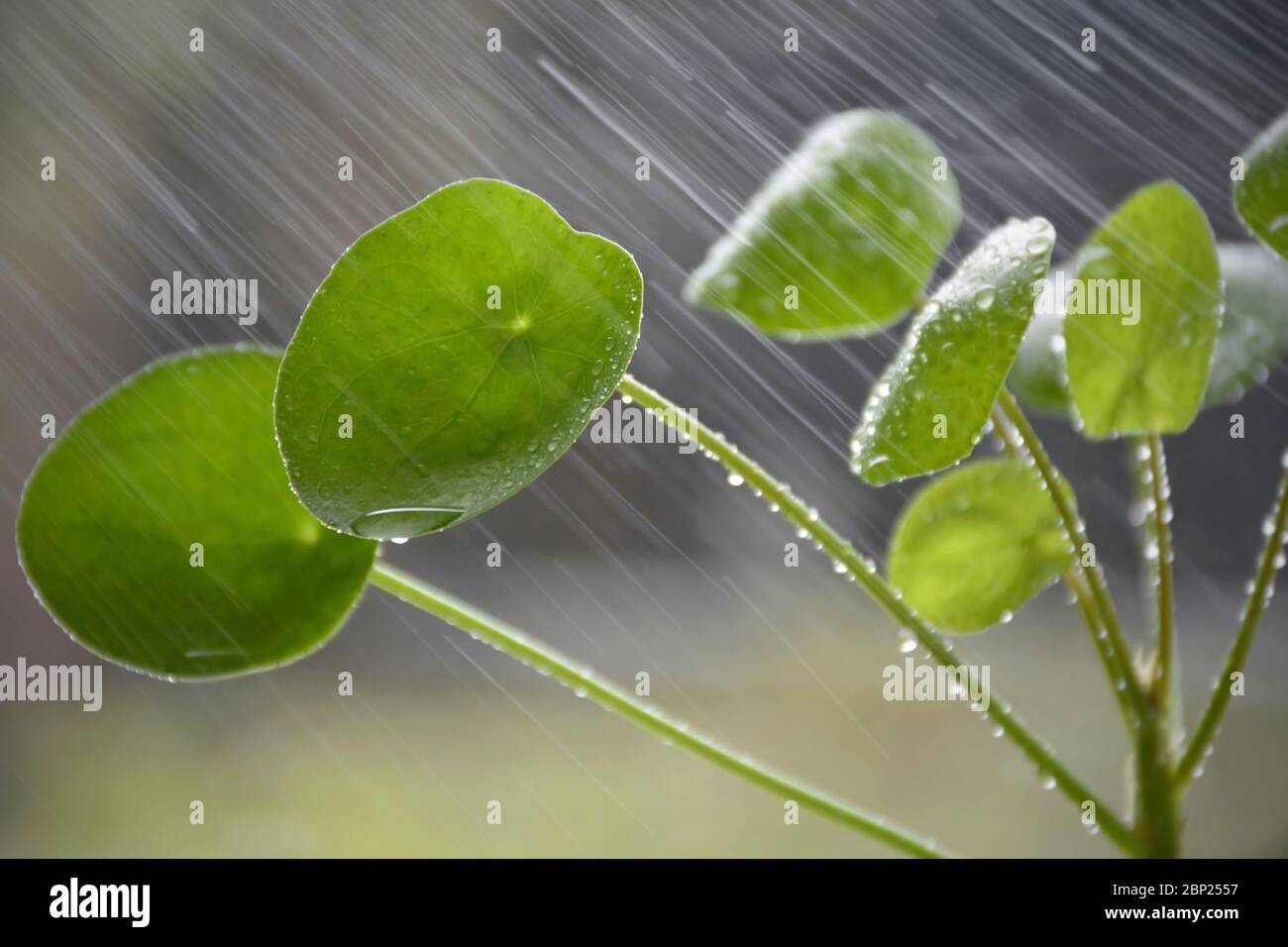 Watering a Pilea peperomioides (Chinese money plant) plant. Spraying water. Close up splash of water. Beautiful drops of water on green leaves. Stock Photo