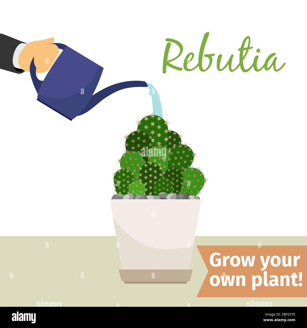Hand with watering can pours rebutia vector illustration for flower shop Stock Vector