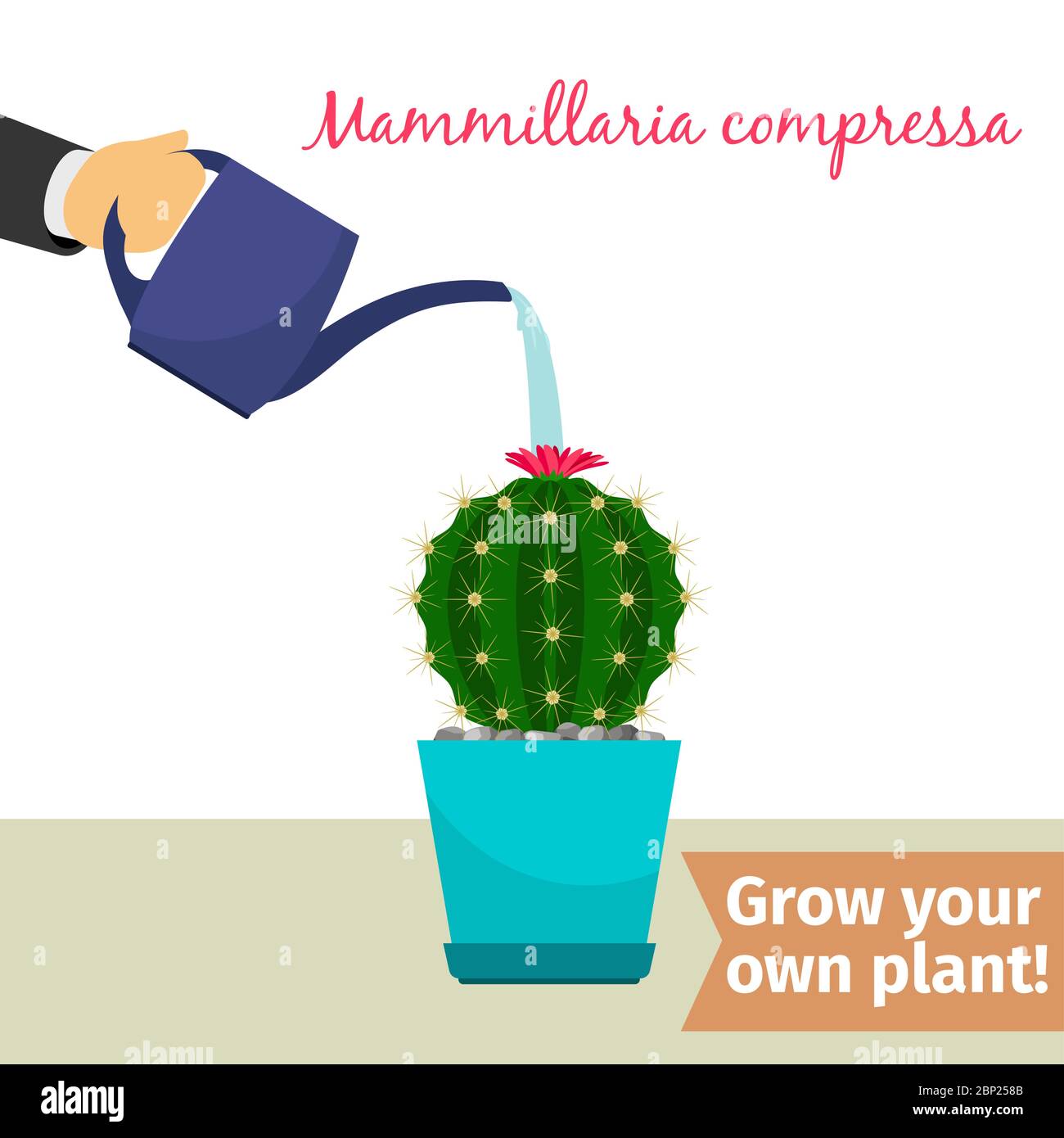 Hand with watering can pours mammillaria compressa vector illustration for flower shop Stock Vector