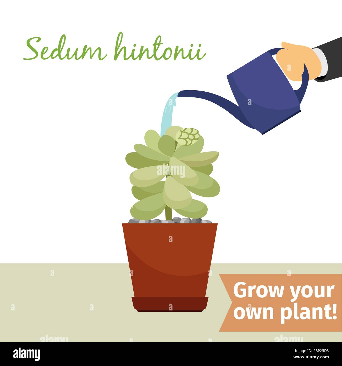 Hand with watering can pours sedum hintonii vector illustration for flower shop Stock Vector