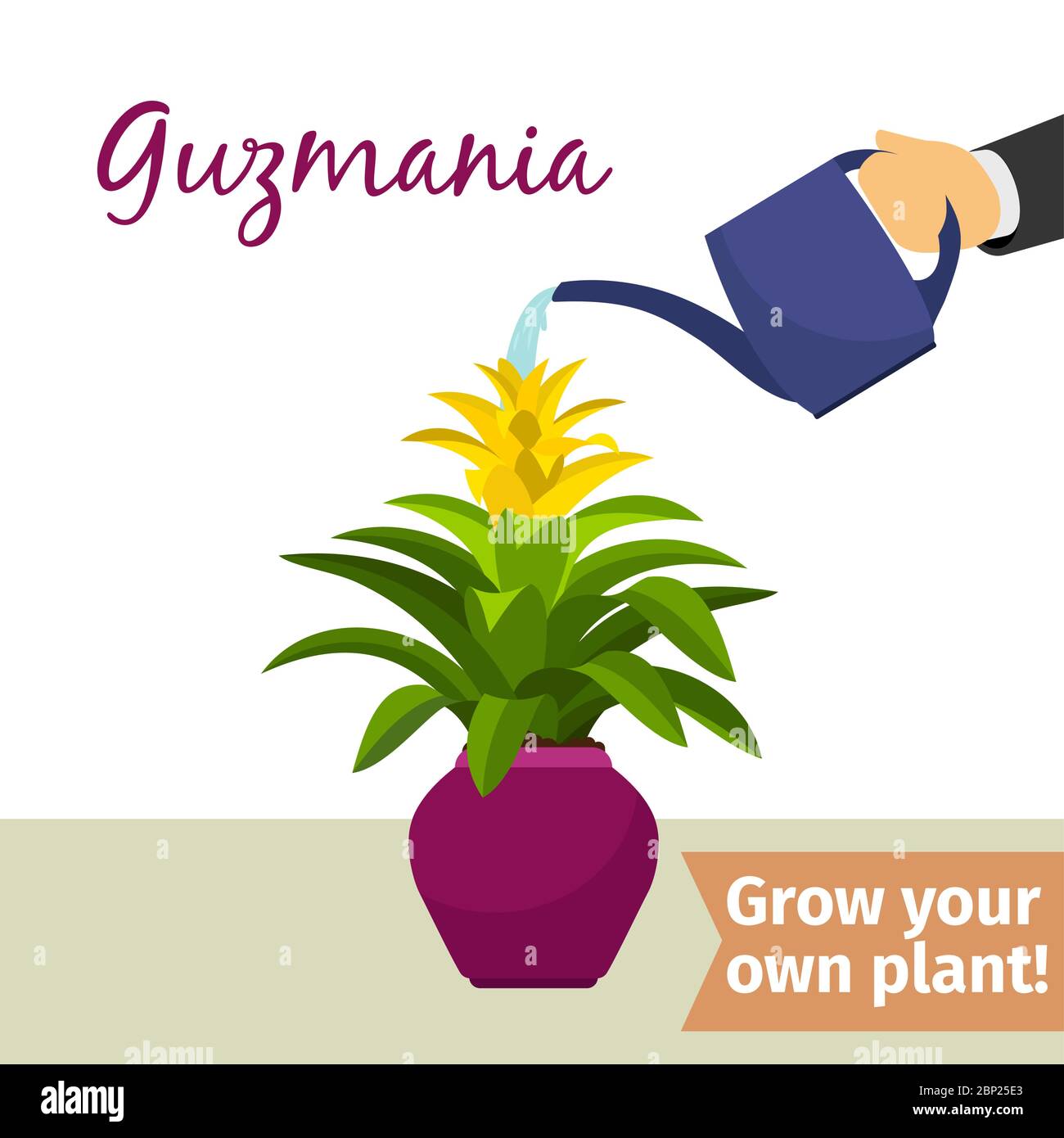 Hand with watering can pours guzmania vector illustration for flower shop Stock Vector