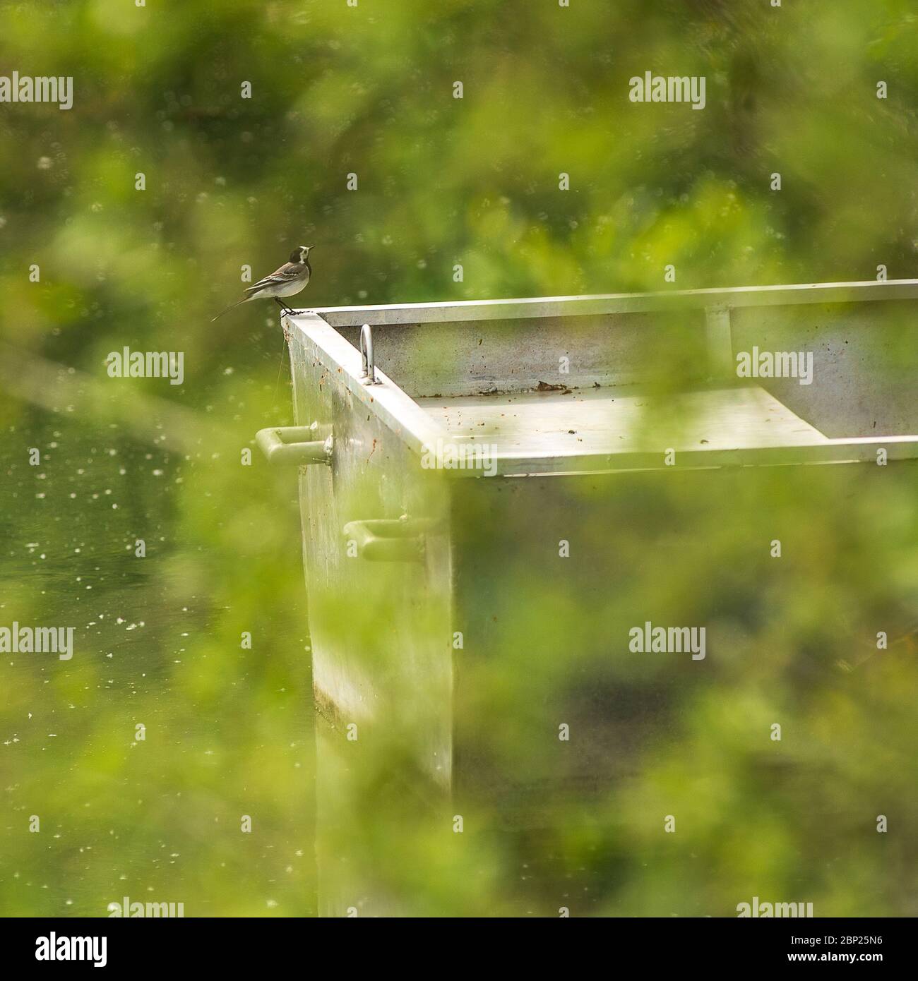 View of a fly catcher bird standing on a boat behind leaves Stock Photo