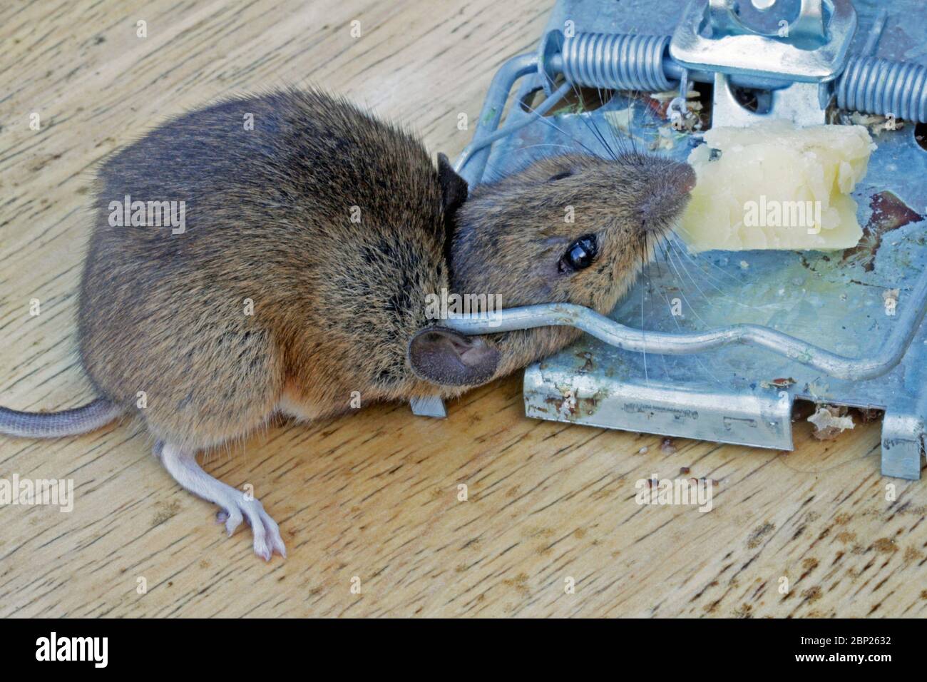 Mouse killed in a metal mouse trap. Stock Photo