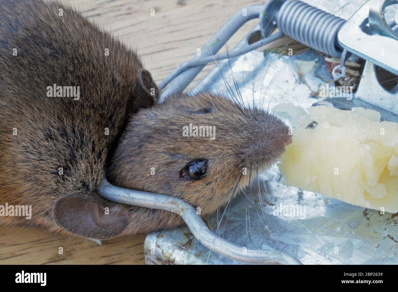 Mouse killed in a metal mouse trap. Stock Photo