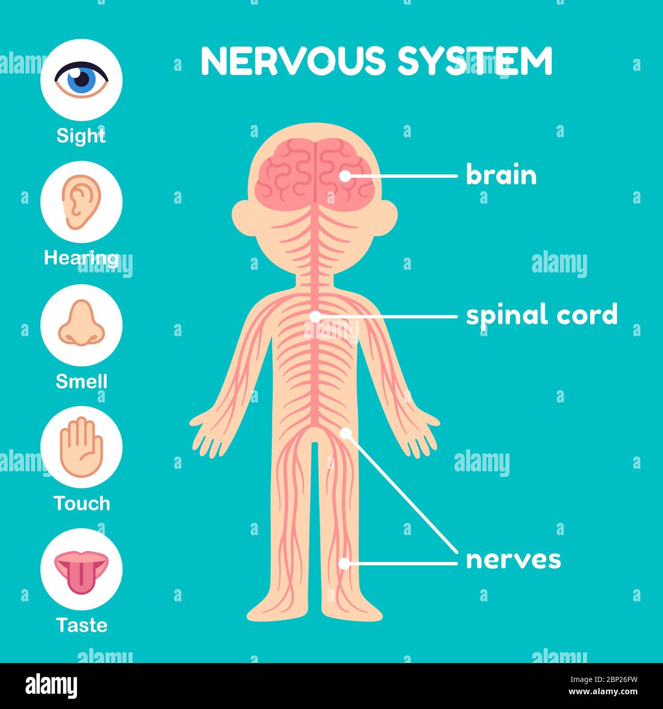 Nervous system, educational anatomy infographic  chart for kids.  Nerves, spinal cord, brain and the five senses. Simple cartoon style illustration. Stock Vector
