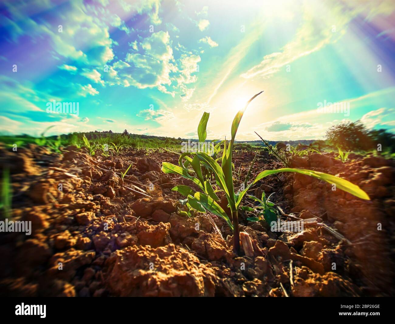Hot day on a agricultural field Stock Photo