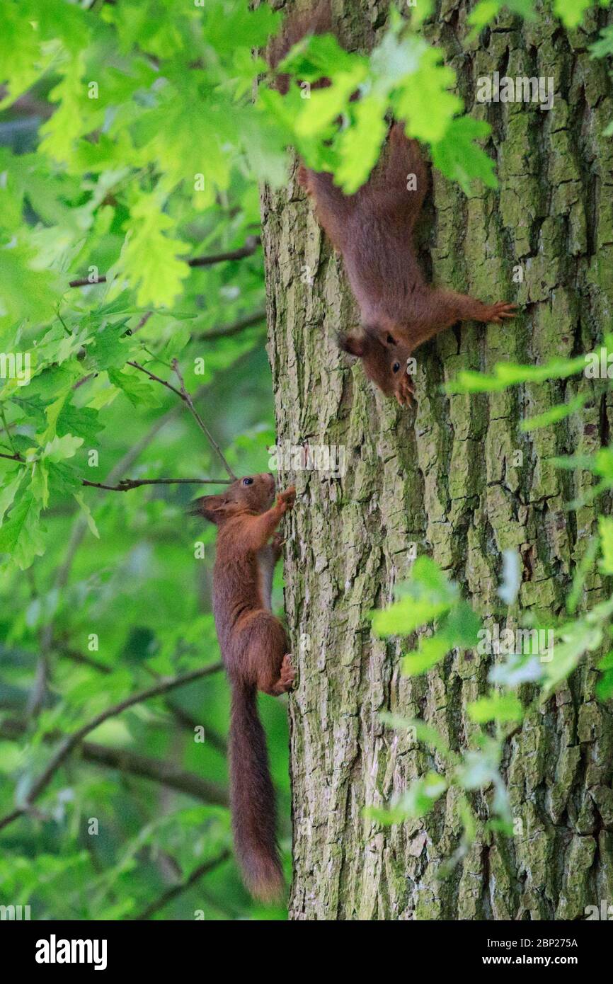 Hide and cheap seek squirrels