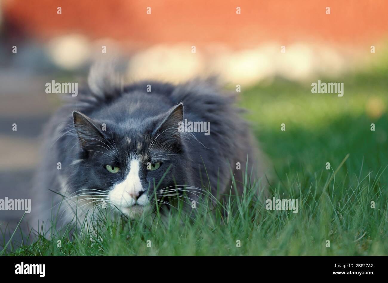 A blue coloured norwegian forest cat female lurking in green grass Stock Photo