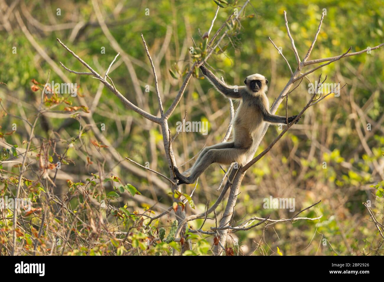 Black-footed grey langur Semnopithecus hypoleucos, resting in tree, Arambol, Goa, India, January Stock Photo