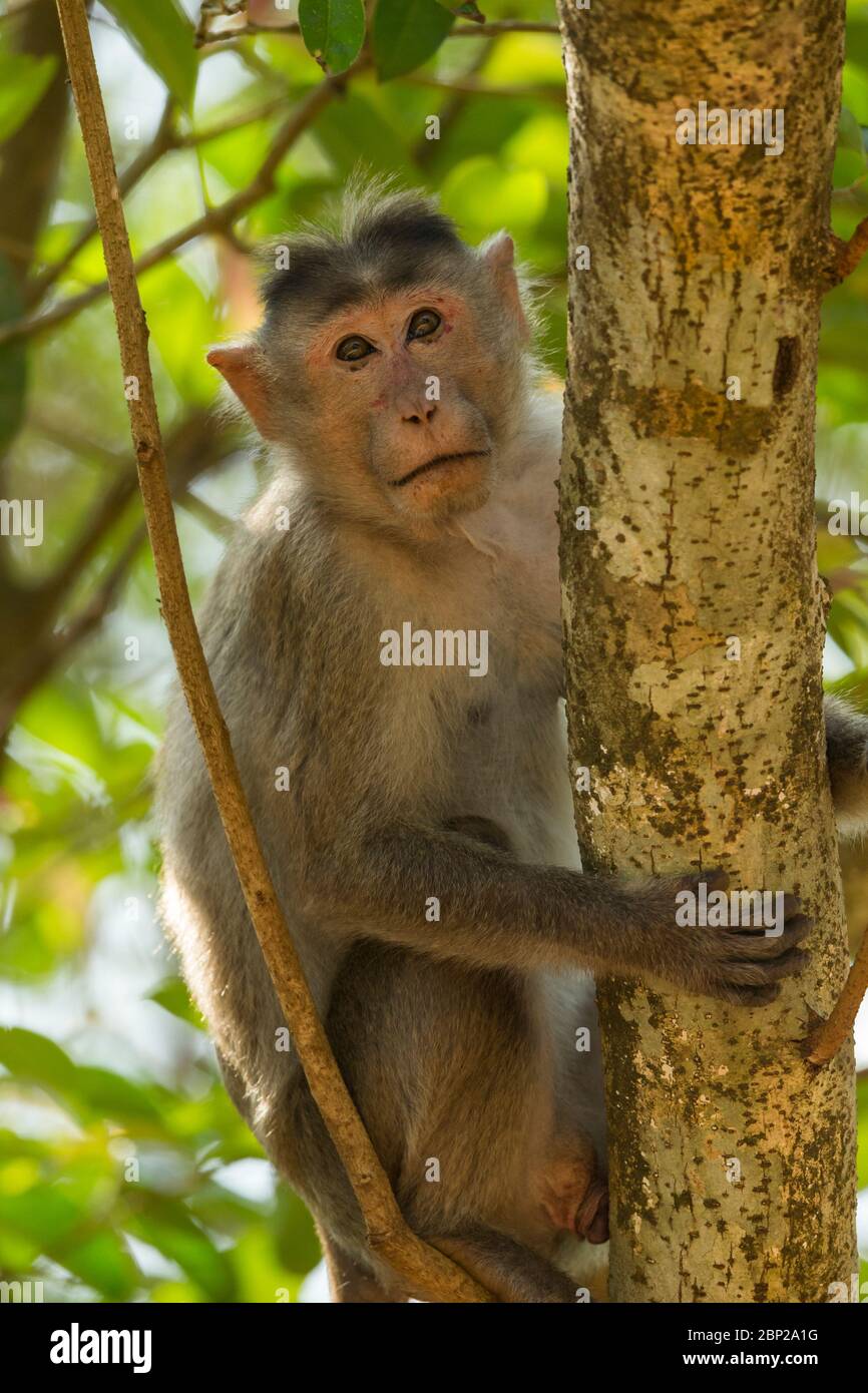 Bonnet macaque Macaca radiata, adult, sitting in understorey, Ganjem, India, January Stock Photo