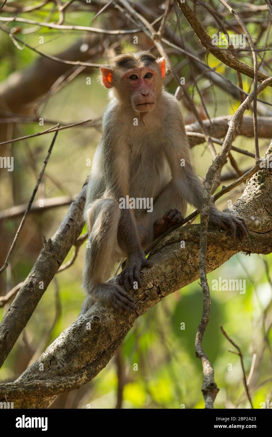 Bonnet macaque Macaca radiata, adult, sitting in understorey, Ganjem, India, January Stock Photo