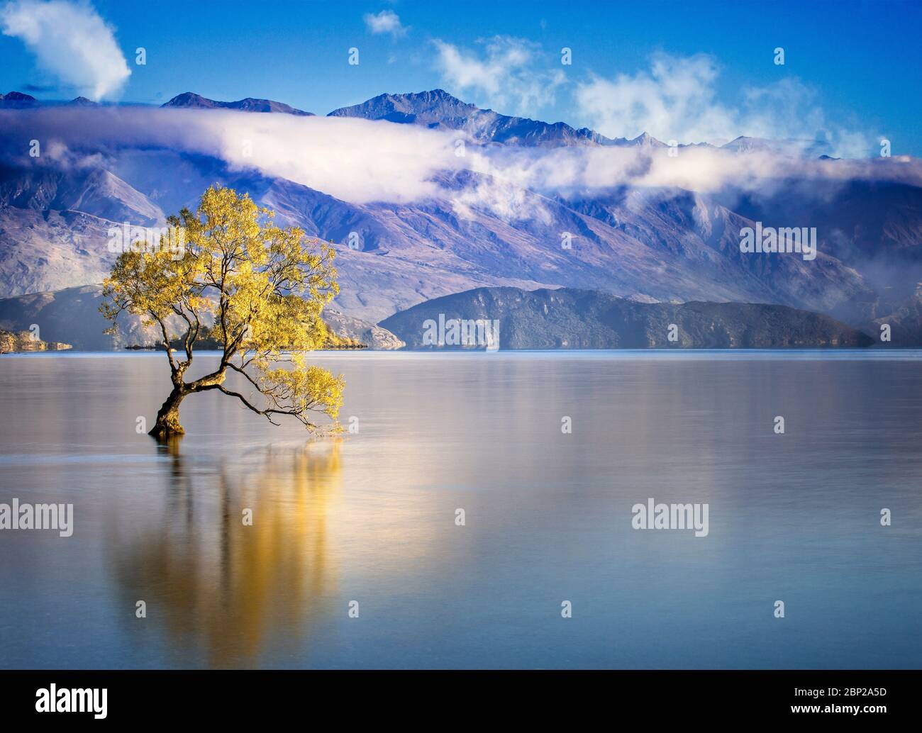 The lone willow tree in Lake Wanaka, South Island, New Zealand. Stock Photo