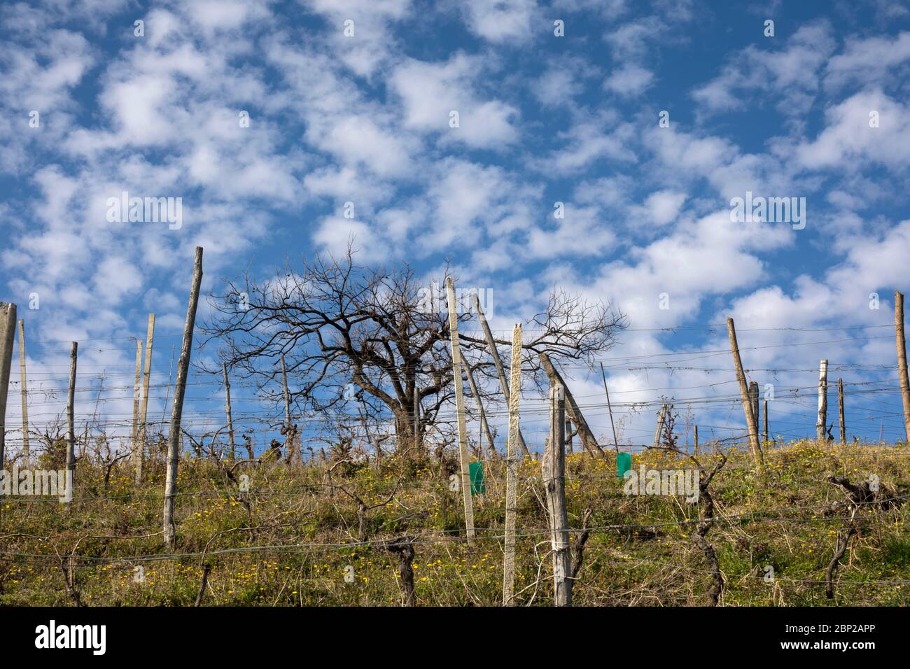 Mackerel sky with vineyards, Langhe, Piedmont, Italy Stock Photo