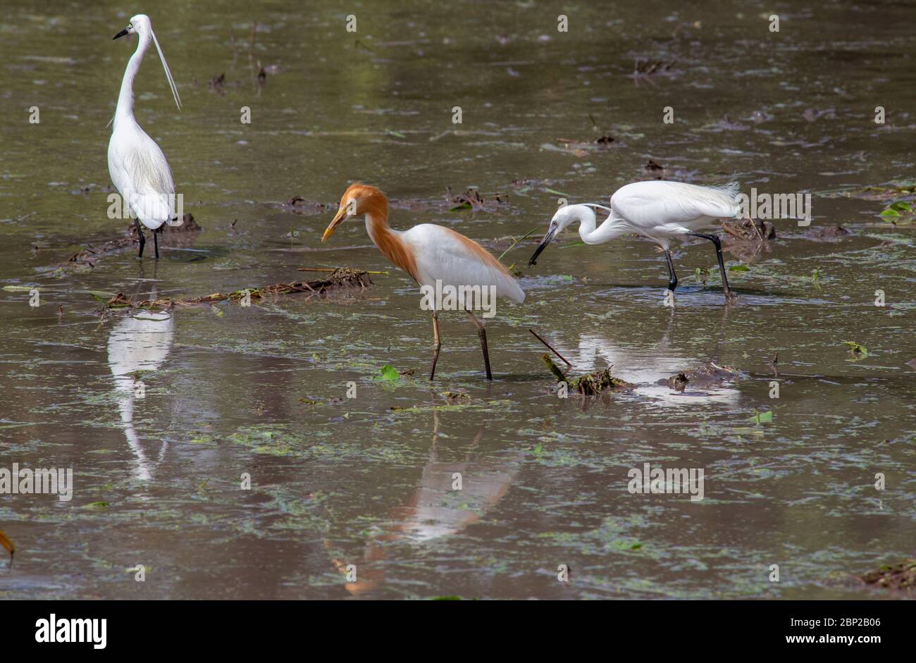 Egrets in flooded paddy field near Ubud Bali Stock Photo