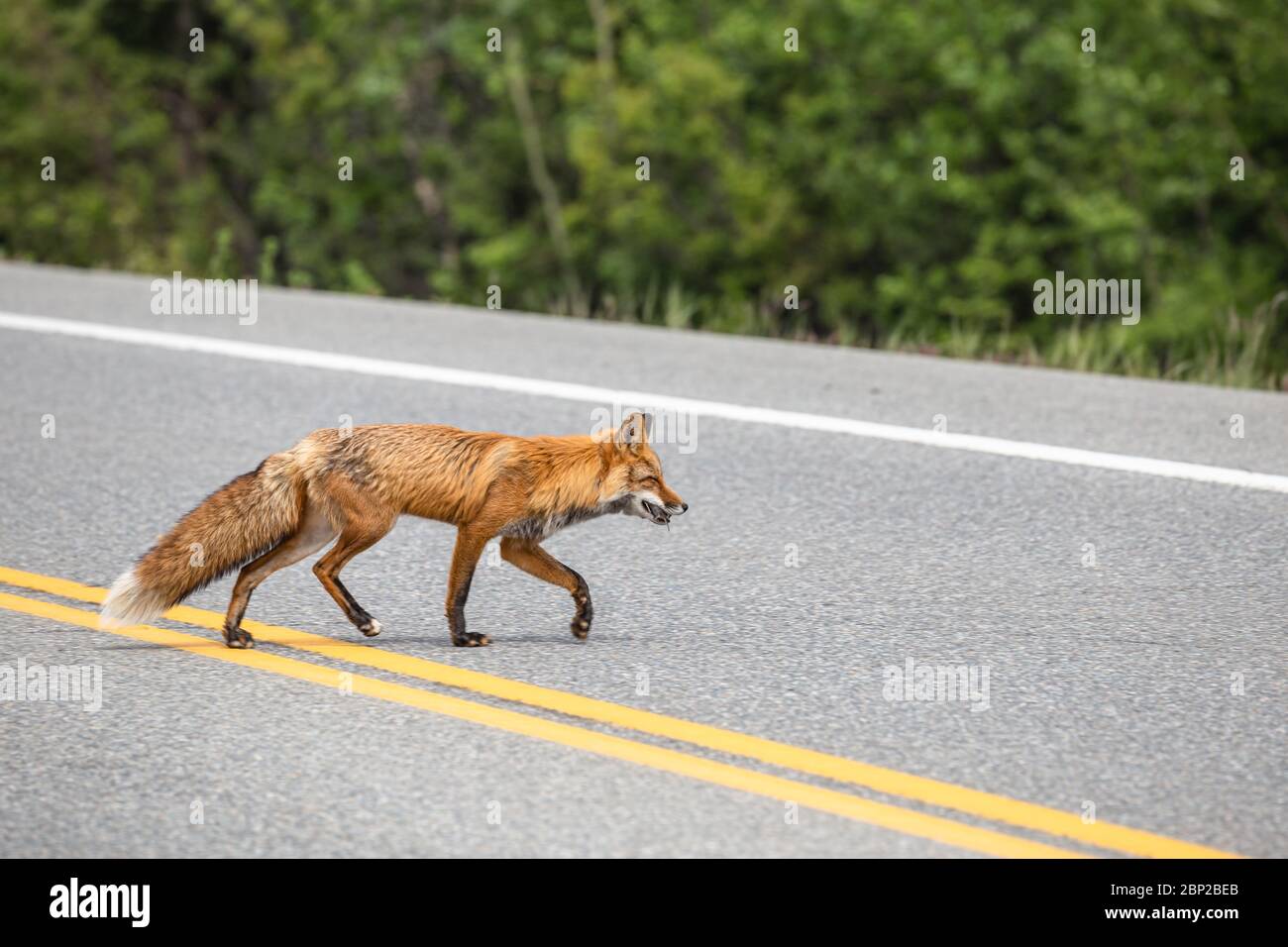 Red fox crosses the Klondike Highway with a mouse in it's mouth in British Columbia, Canada Stock Photo