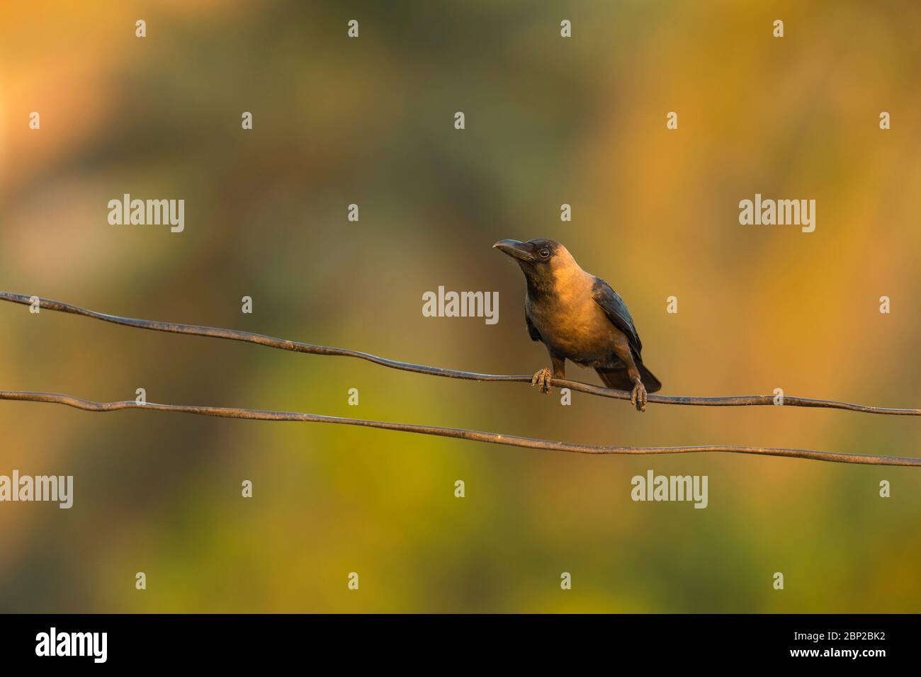 House crow Corvus spendens, perched on wire, Arambol, Goa, India, January Stock Photo
