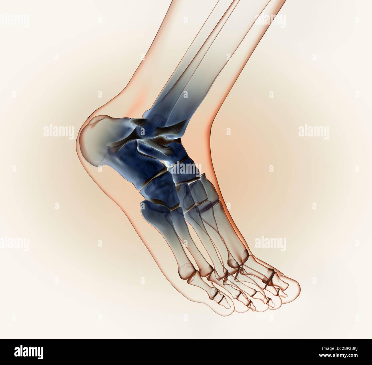 3D illustration showing of a ankle joint with bones, ligaments and articular capsule Stock Photo
