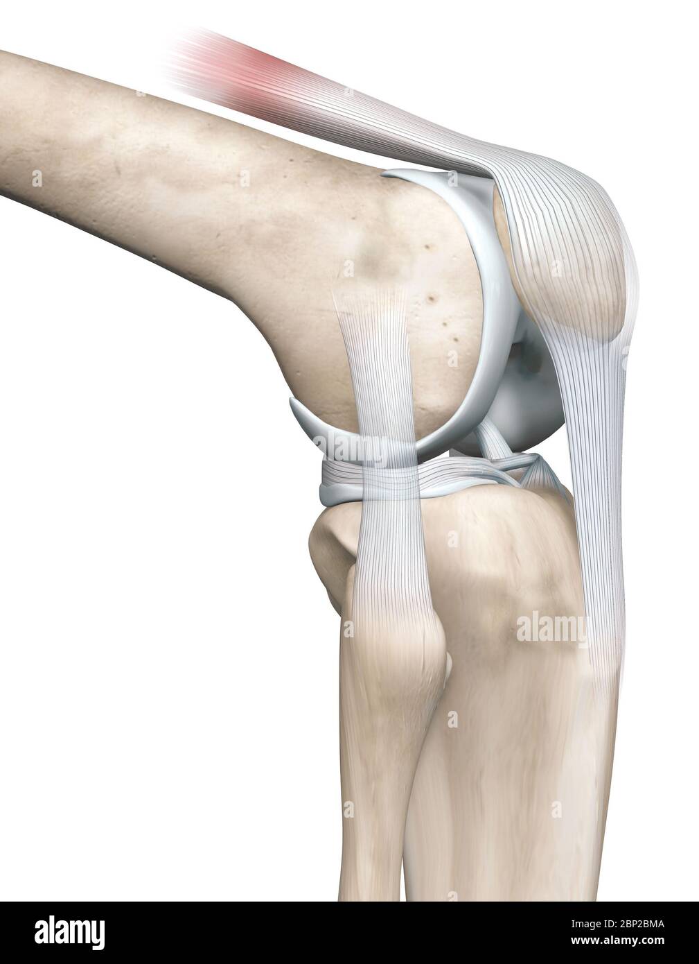 3D illustration showing knee joint with femur, fibula and articular capsule, menisci and ligaments Stock Photo