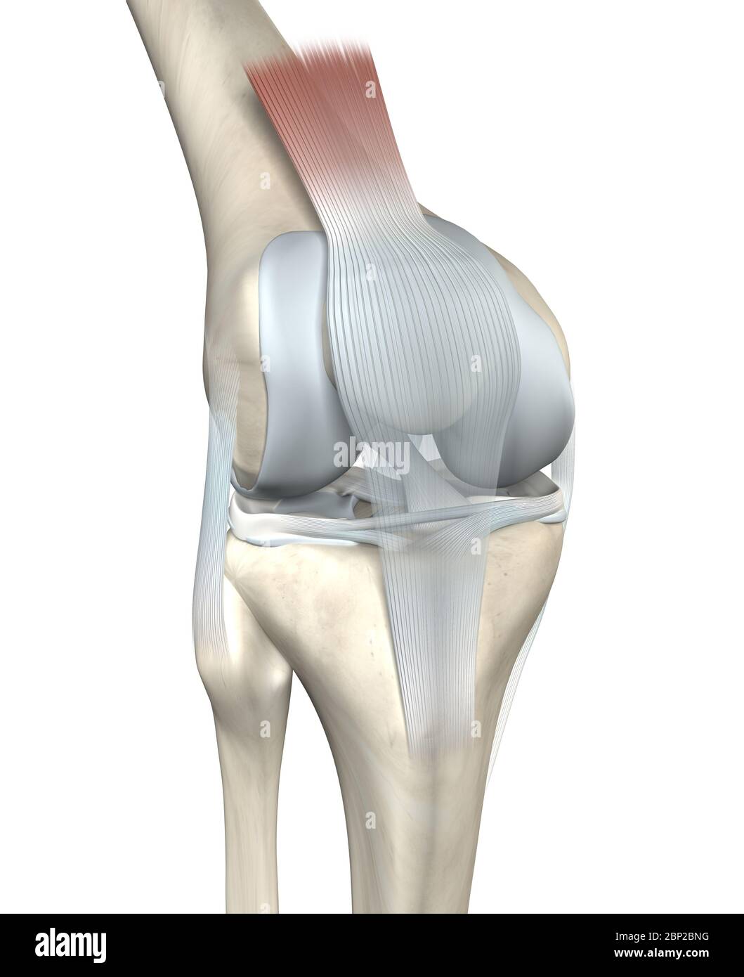 3D illustration showing anatomy of a knee joint with femur, fibula and