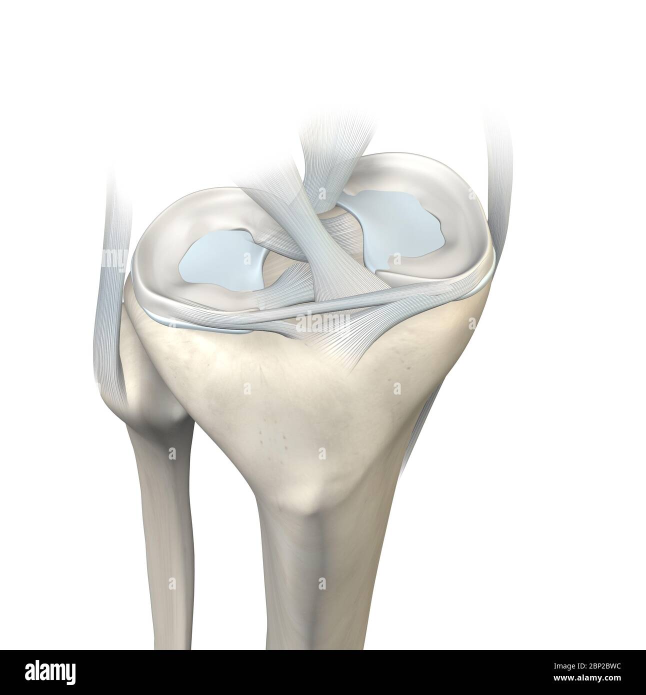3D illustration showing knee joint with transparent femur and articular capsule, menisci and ligaments Stock Photo