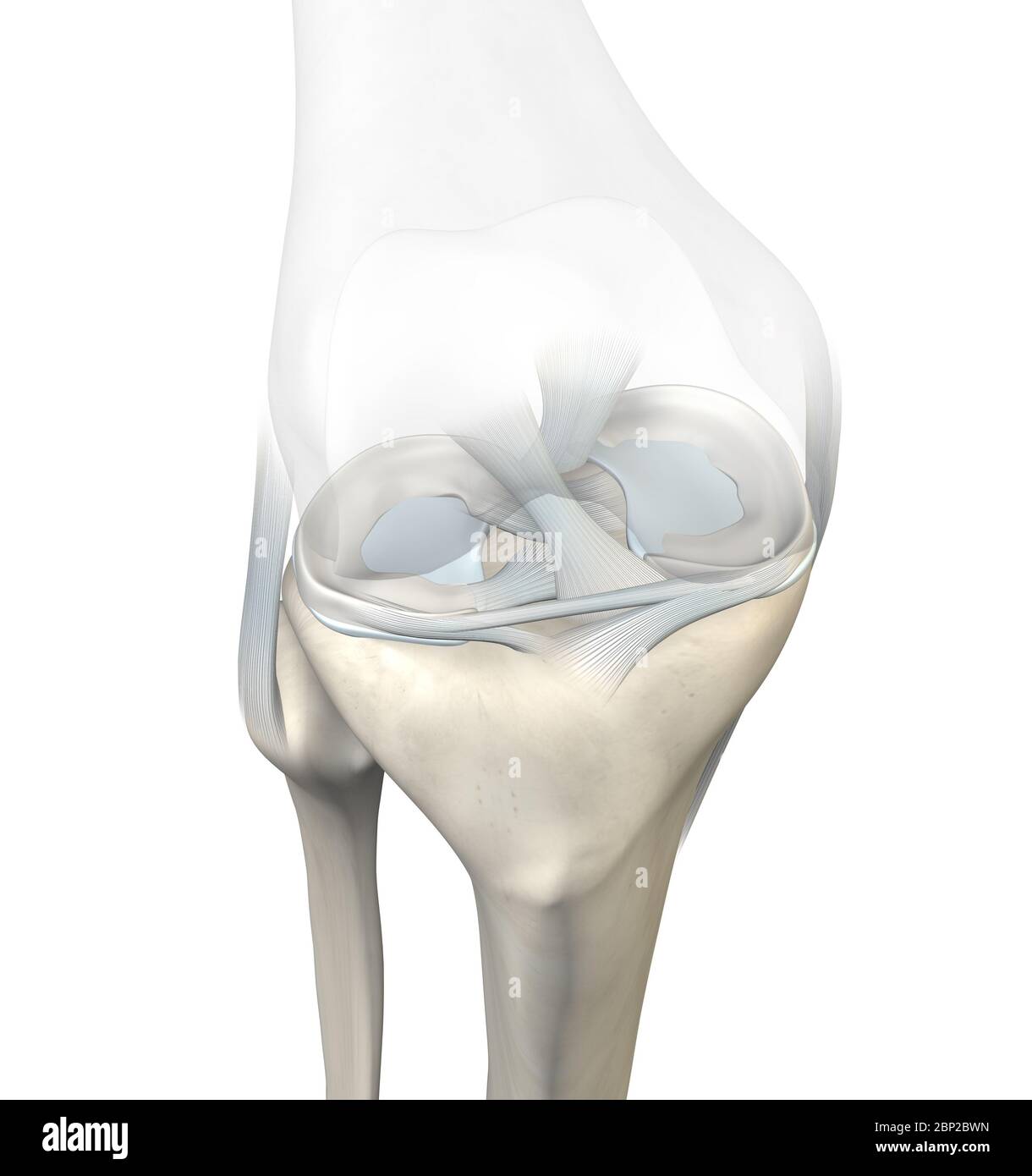 3D illustration showing knee joint with transparent femur and articular capsule, menisci and ligaments Stock Photo