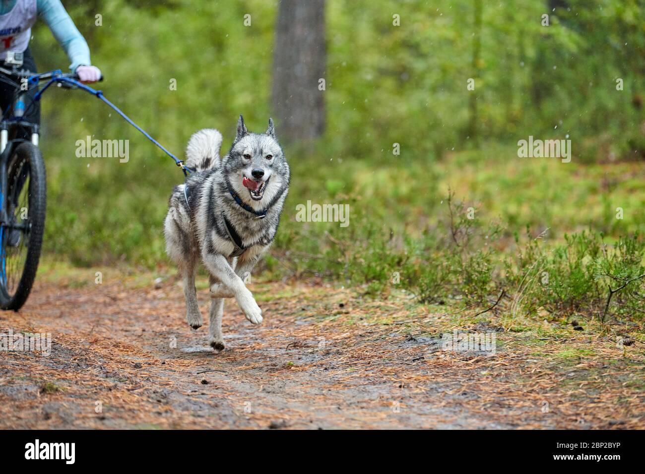 Bikejoring sled dog mushing race. Husky sled dogs pull a bike with dog