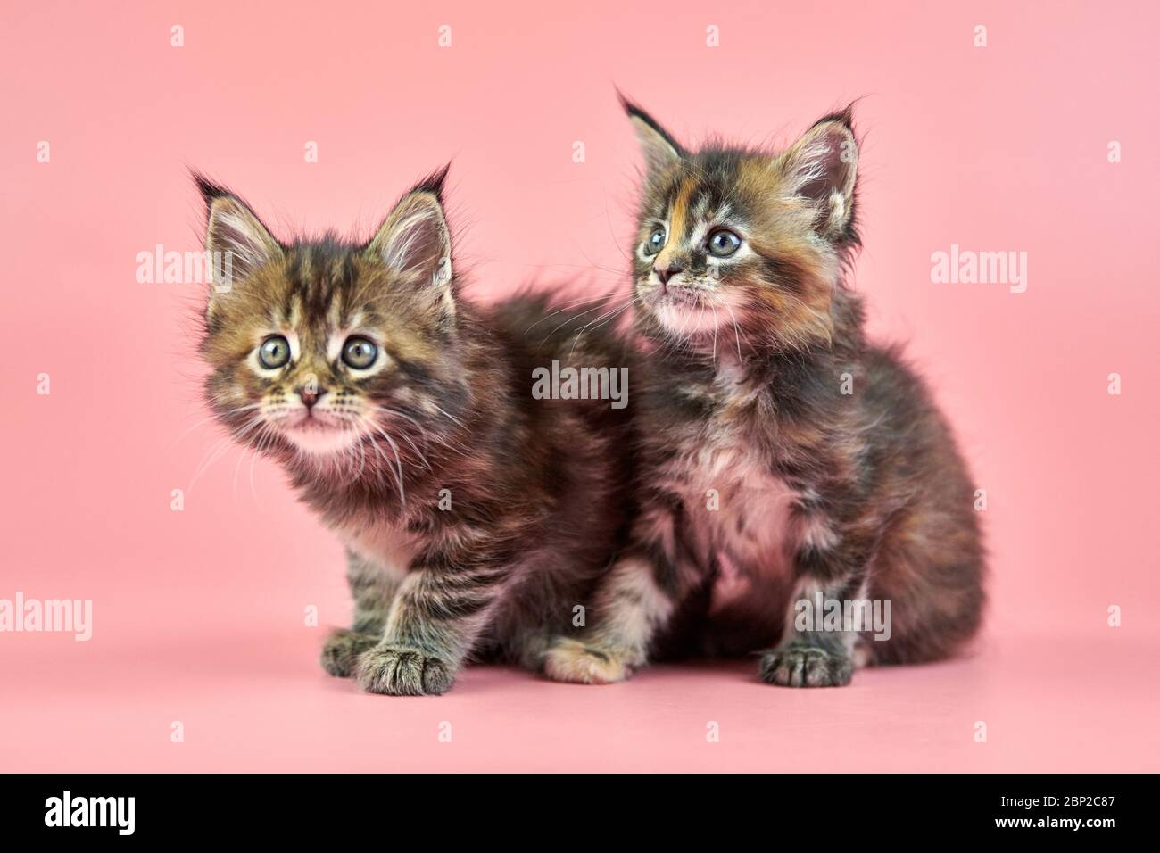 purebred tortoiseshell cat