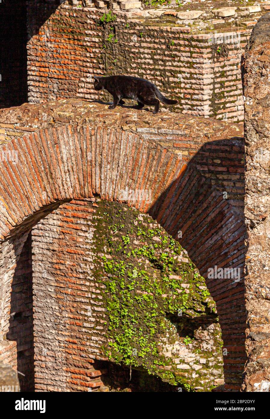 Black cat strolling on a wall arch in the ruins of the Colosseum in Rome, Italy Stock Photo