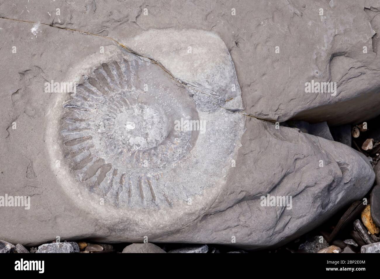 Jurassic Coast Fossils High Resolution Stock Photography and Images Alamy