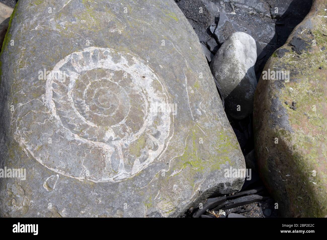 Jurassic Coast Fossils High Resolution Stock Photography and Images Alamy