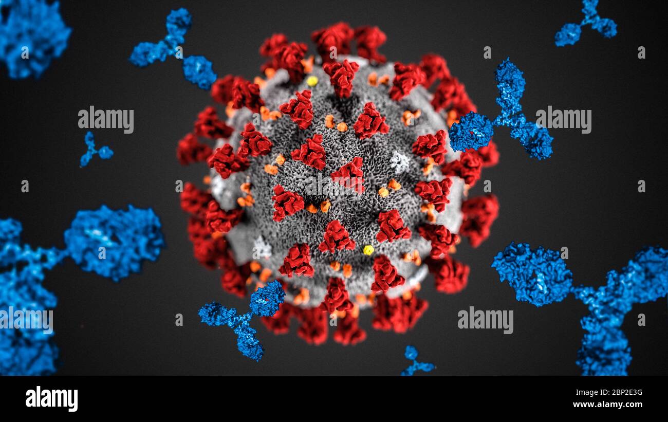 Antibody molecule structure model hi-res stock photography and images ...