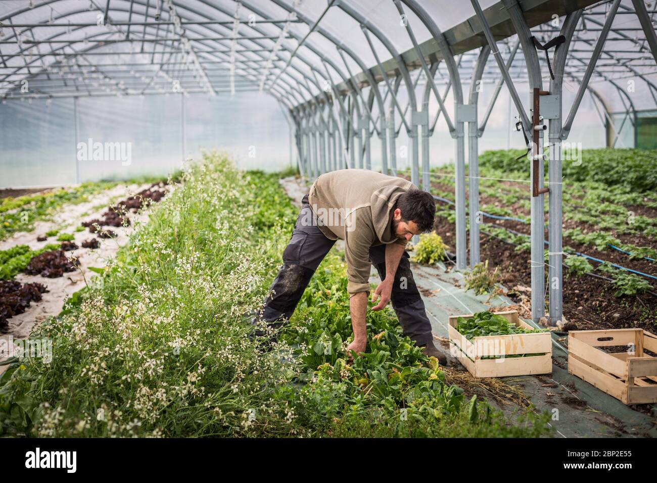 Worker in organic market-farm, Dordogne, France. Stock Photo