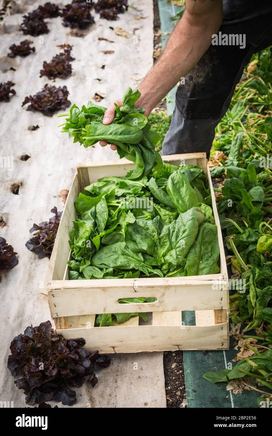Worker in organic market-farm, Dordogne, France. Stock Photo
