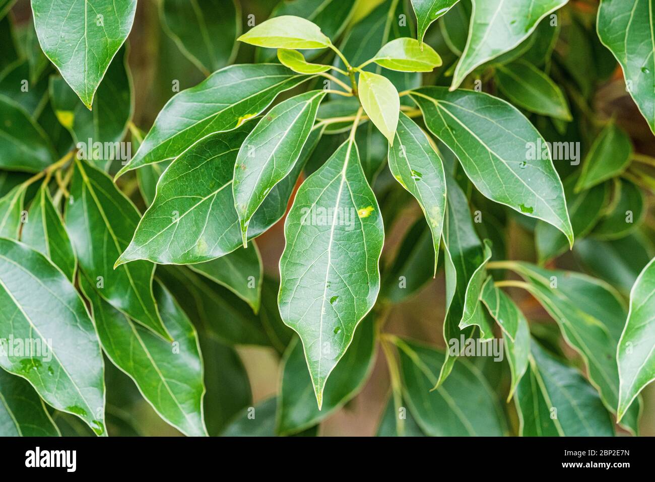 Leaves of camphor tree (Cinnamomum camphora ). Stock Photo