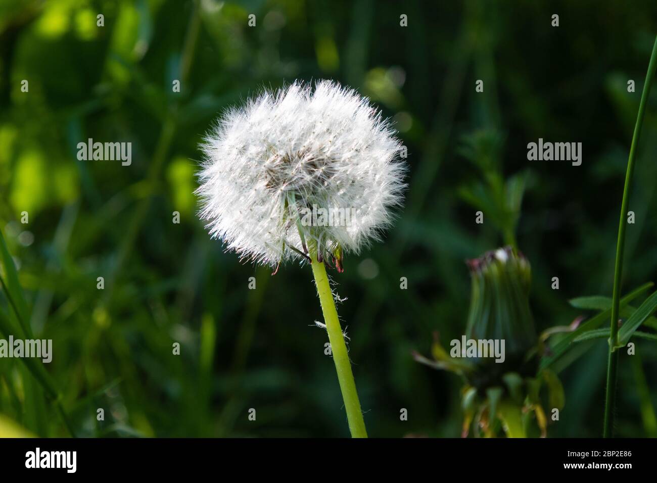 Dandelion in a garden Stock Photo