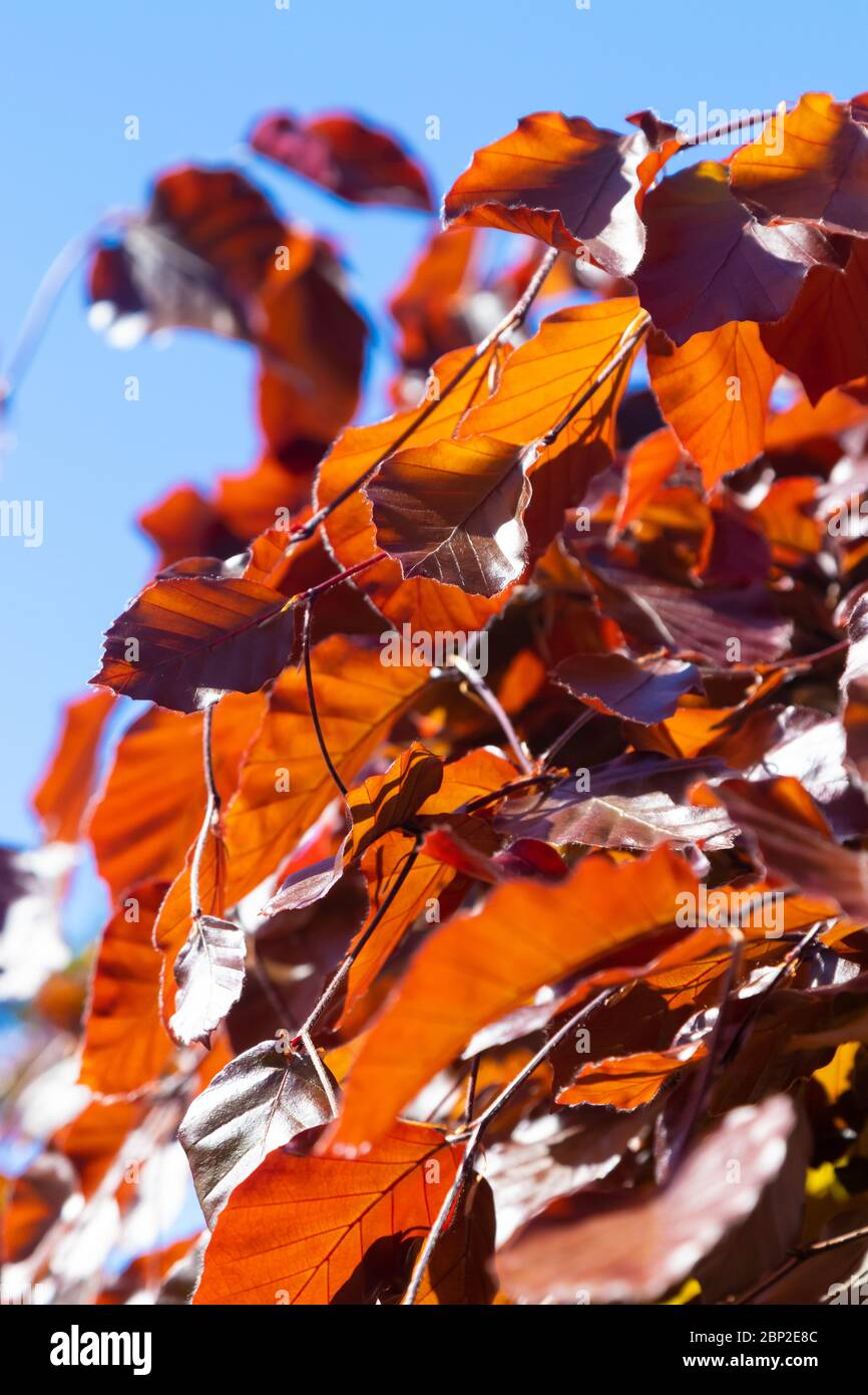 The purple beech (copper beech) with newly emerged leaves in spring