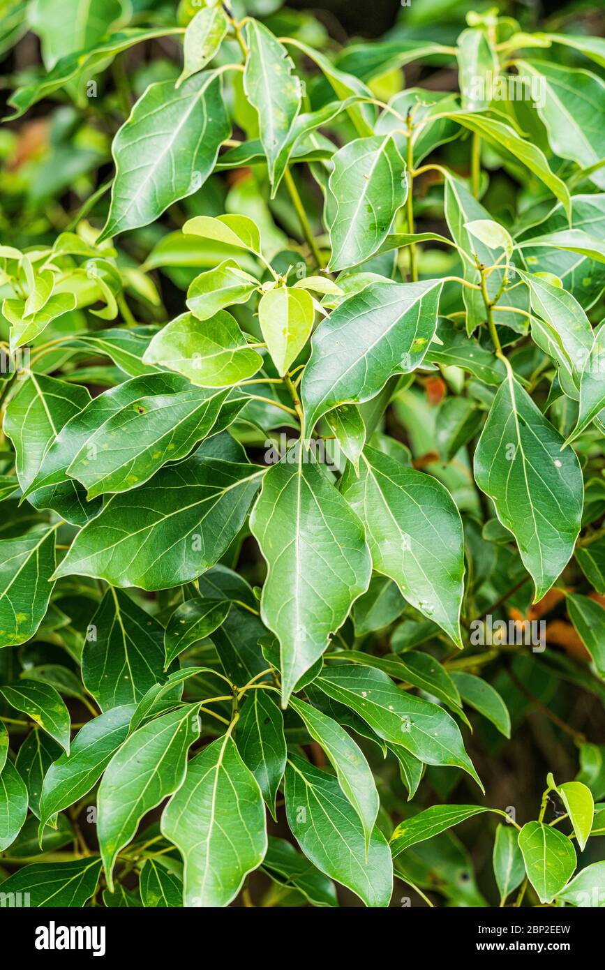 Leaves of camphor tree (Cinnamomum camphora ). Stock Photo