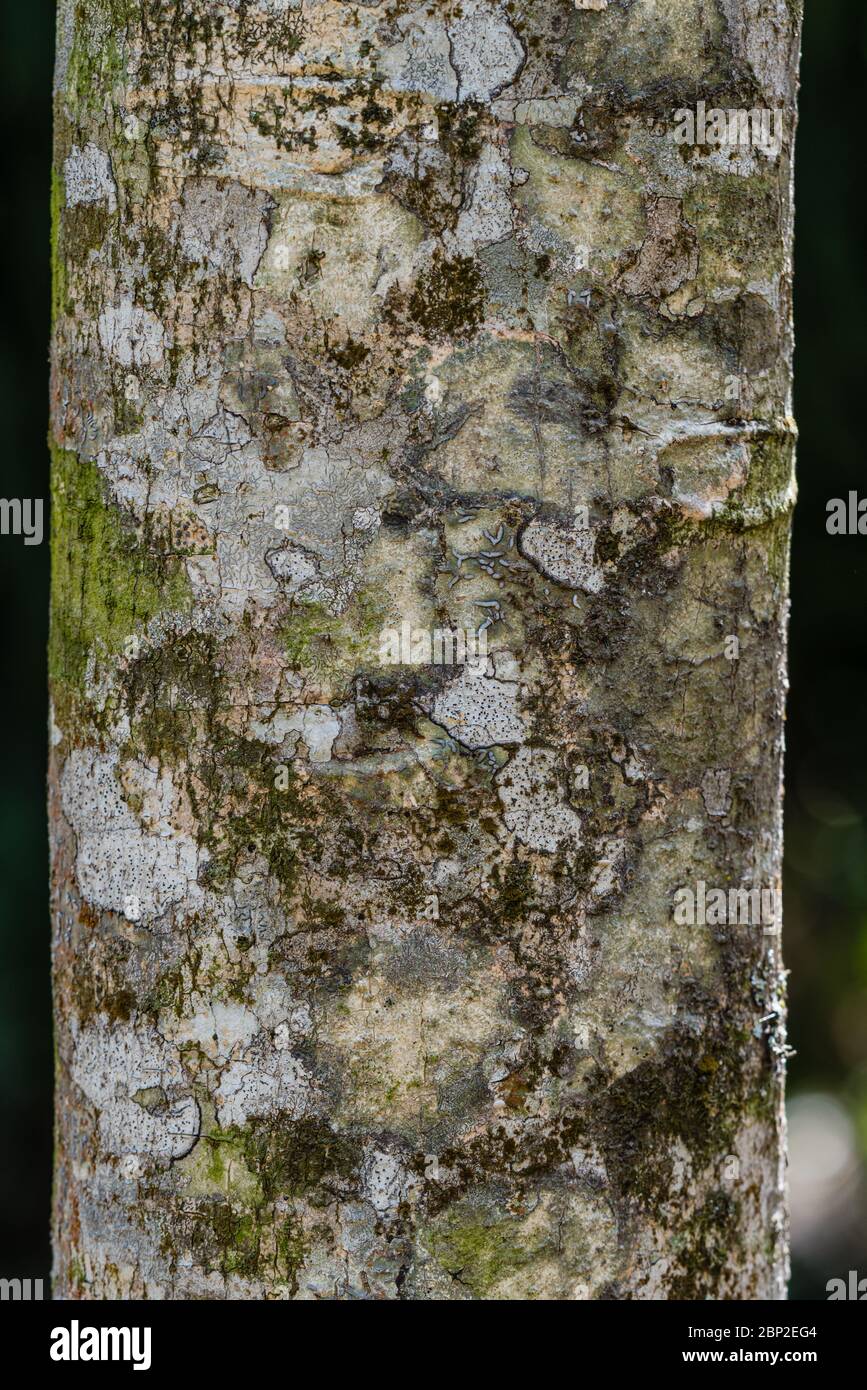 Yellow cinchona bark (Cinchona ledgeriana), from which quinine is extracted. Stock Photo