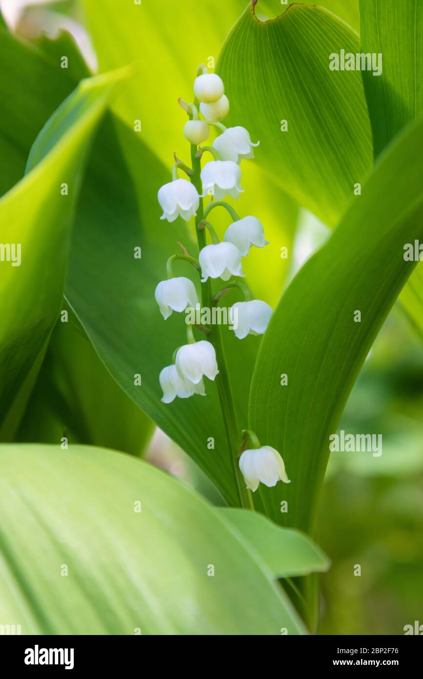 Lily of the valley foliage hi-res stock photography and images - Alamy