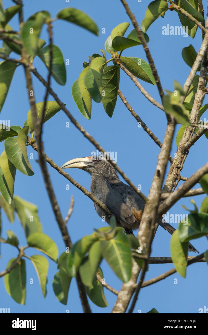 Malabar grey hornbill Ocyeros griseus, adult male, perched in tree, Padeli, Goa, India, January Stock Photo