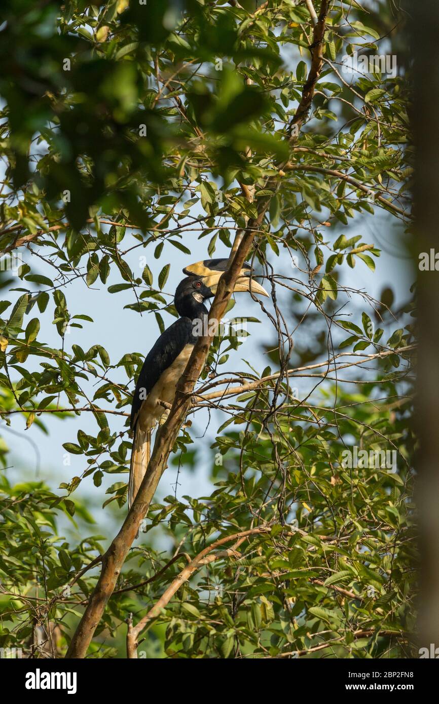 Malabar pied hornbill Anthracoceros coronatus, adult male, perched in tree, Nature's Nest, Goa, India, January Stock Photo