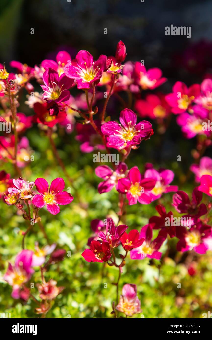 Brightly coloured saxifrage in flower in May, Fife, Scotland Stock Photo