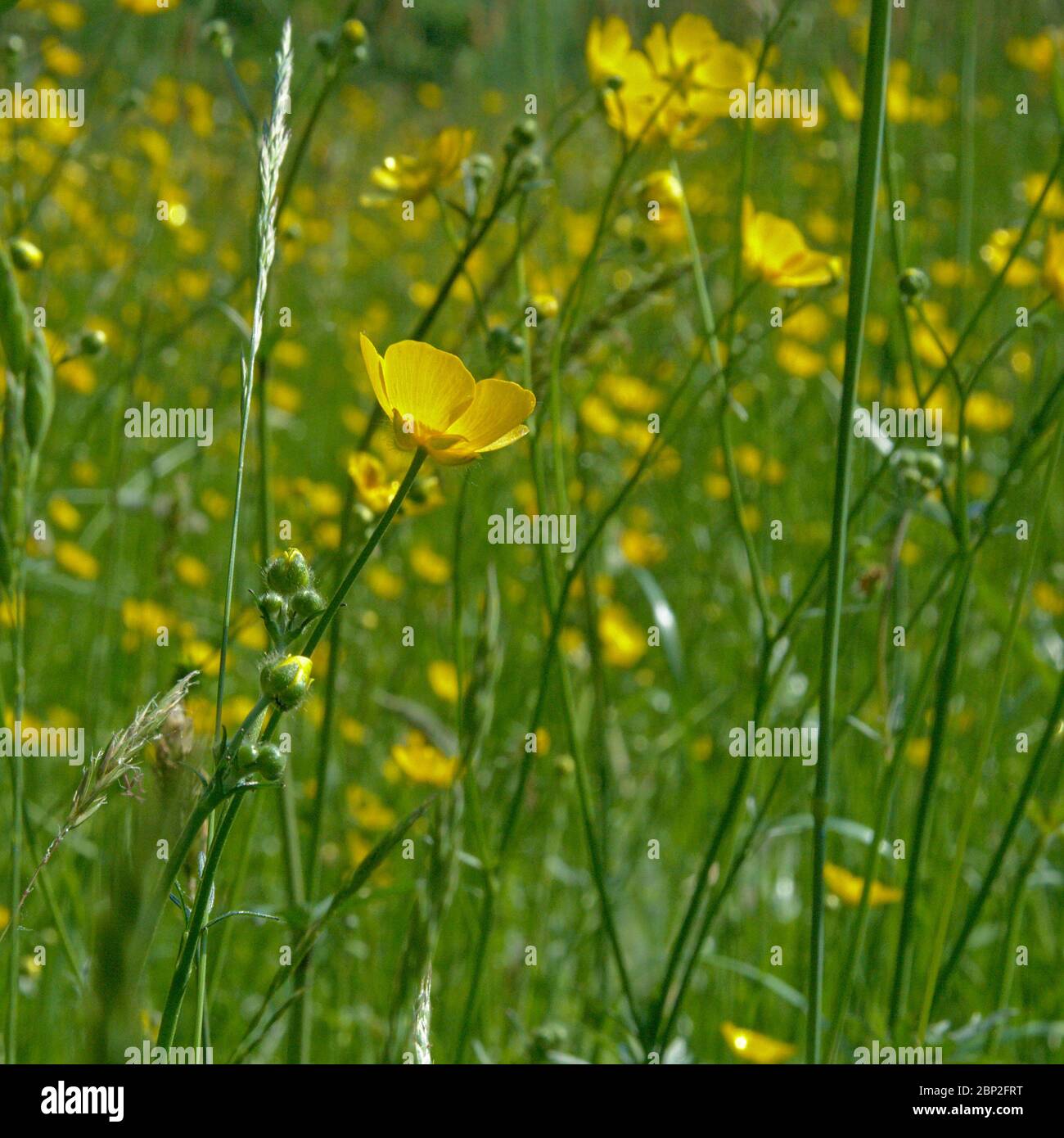 Low angle side view on bright yellow buttercup flowers in a meadow, selectivee focus - Ranunculus bulbosus Stock Photo