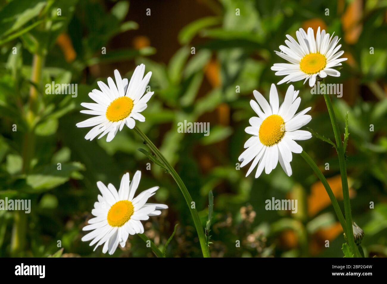 Oxeye Daisy (Leucanthemum vulgare) large raised yellow centres with multiple long white narrow petals long stems with smaller pinnately lobed leaves Stock Photo