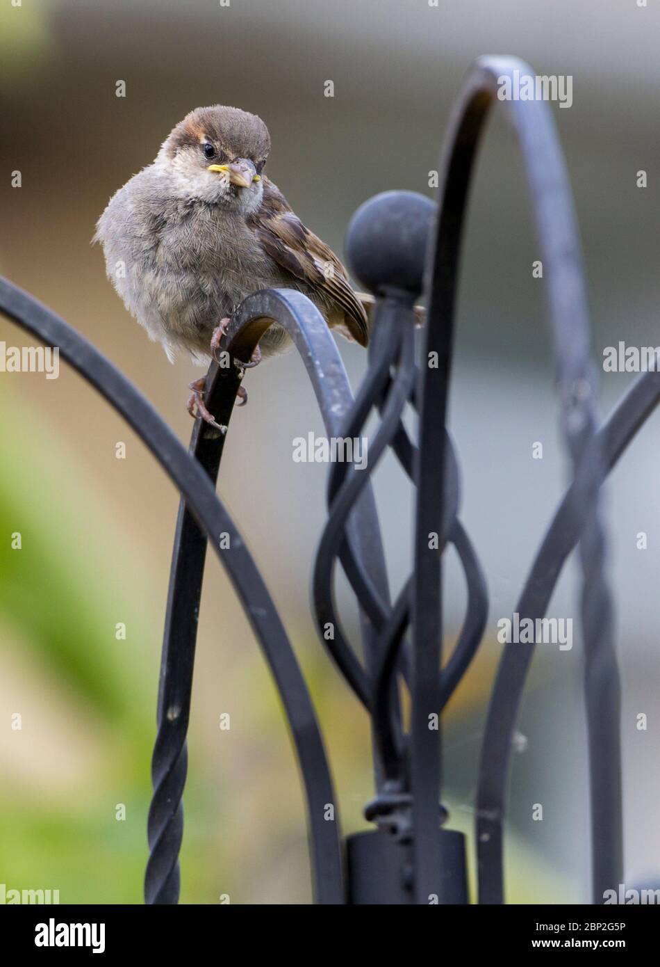 House sparrow Passer domesticus fledgling on feeder. Adult plumage grey crown cheeks and rump brown nape back and wings pale underside black throat. Stock Photo
