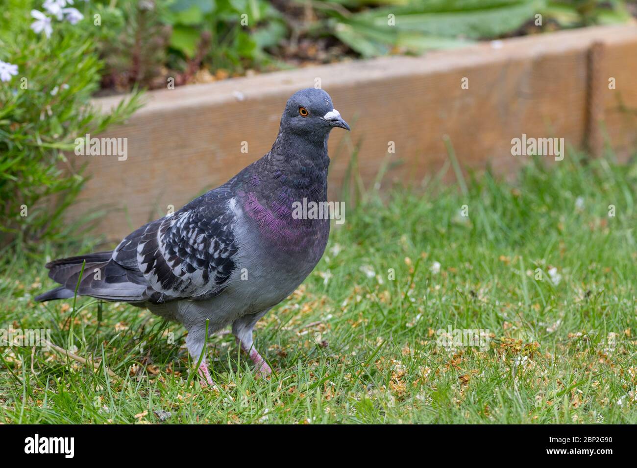 Pigeon attracted to bird feeder in garden hires stock photography and