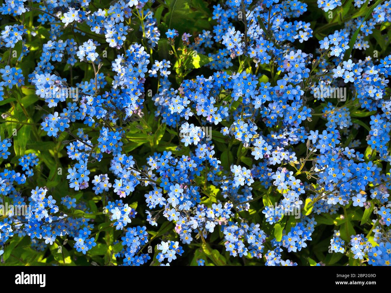 Beautiful blue shallow forget-me-not flowers (Myosotis sylvatica) - on flowerbed in garden - delicate perennial plant for gardening landscape. Stock Photo