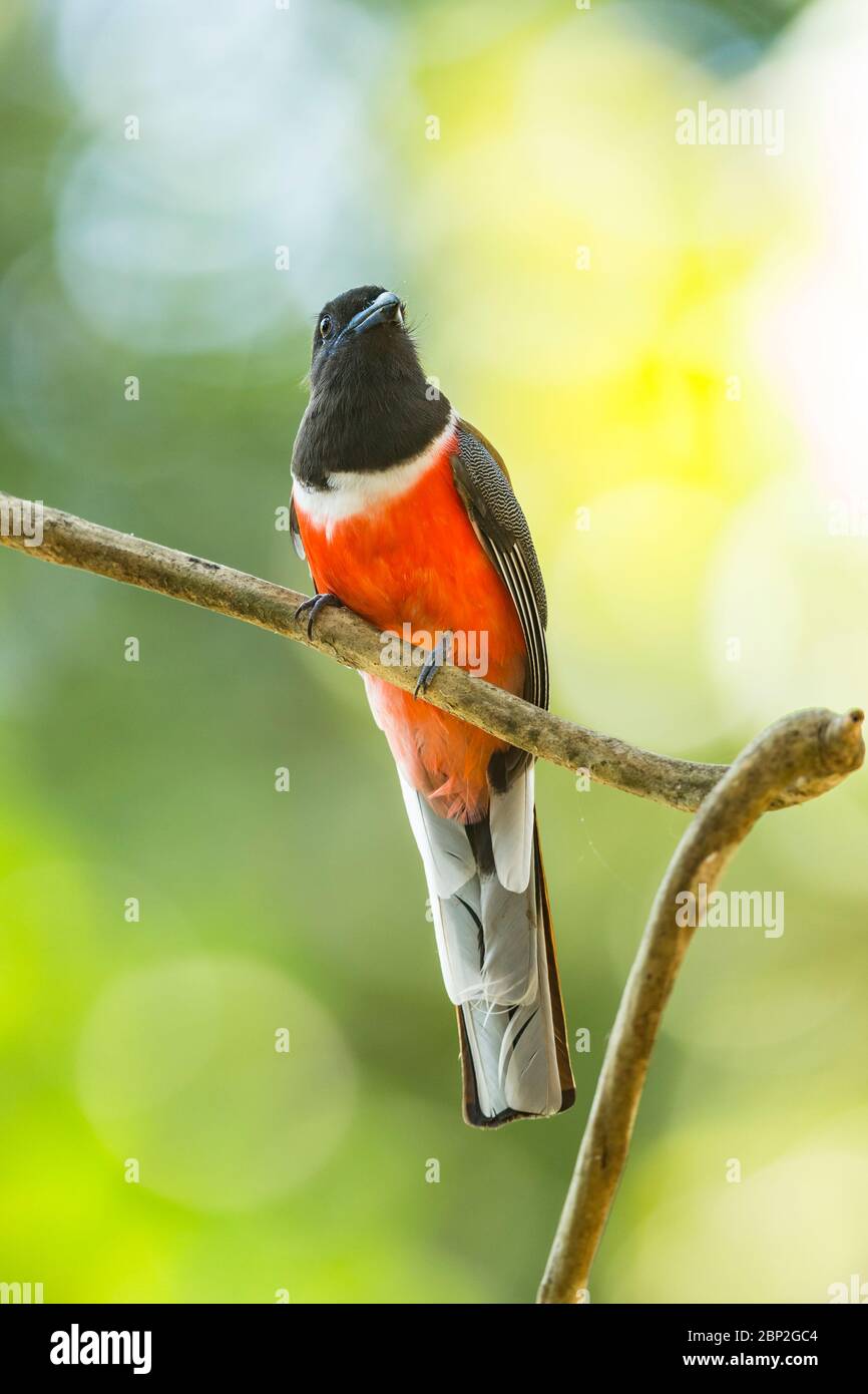 Malabar trogon Harpactes fasciatus, adult male, perched in tree canopy, Bondla Wildlife Sanctuary, Goa, India, January Stock Photo