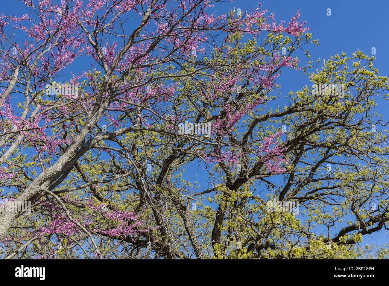 Eastern Redbud, Cercis canadensis, in flower with Bur Oak, Quercus macrocarpa, leafing out, in a picnic area in Johnson-Sauk Trail State Recreation Ar Stock Photo
